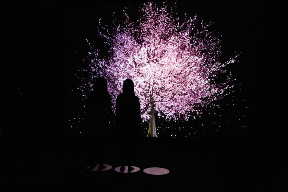 6. Lisa Park, blooming.jpg